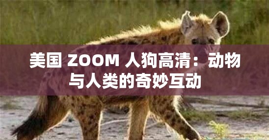 美国 ZOOM 人狗高清：动物与人类的奇妙互动