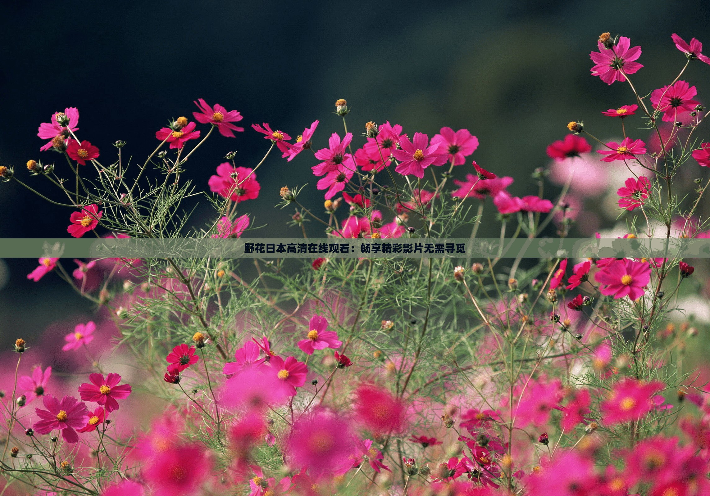 野花日本高清在线观看：畅享精彩影片无需寻觅