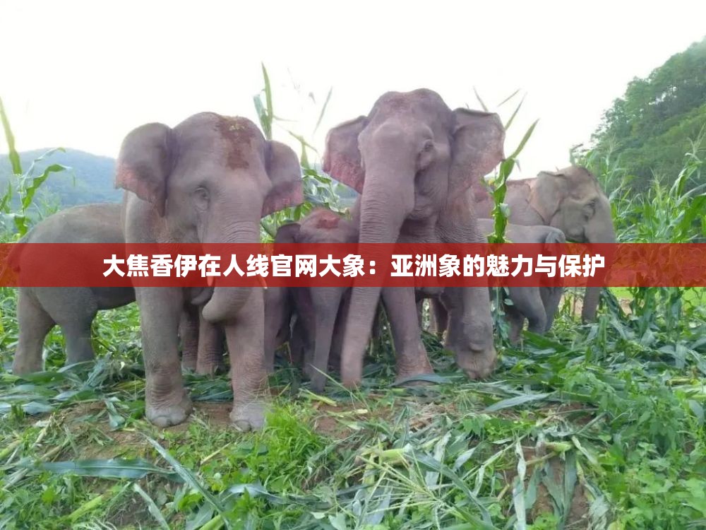 大焦香伊在人线官网大象：亚洲象的魅力与保护