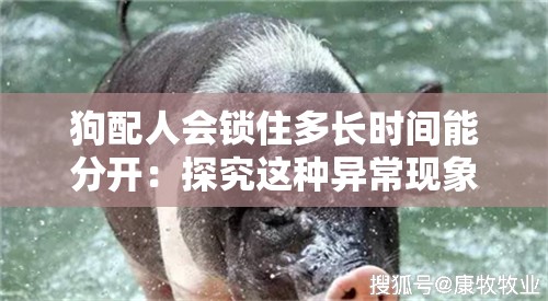 狗配人会锁住多长时间能分开：探究这种异常现象的真相