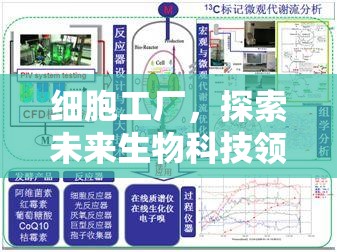 细胞工厂，探索未来生物科技领域中的微观制造与创新奇迹预览