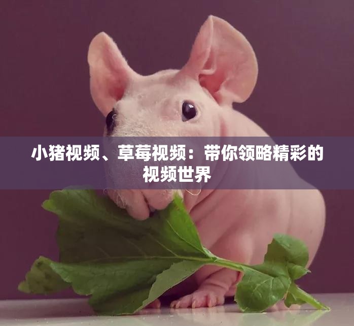 小猪视频、草莓视频：带你领略精彩的视频世界