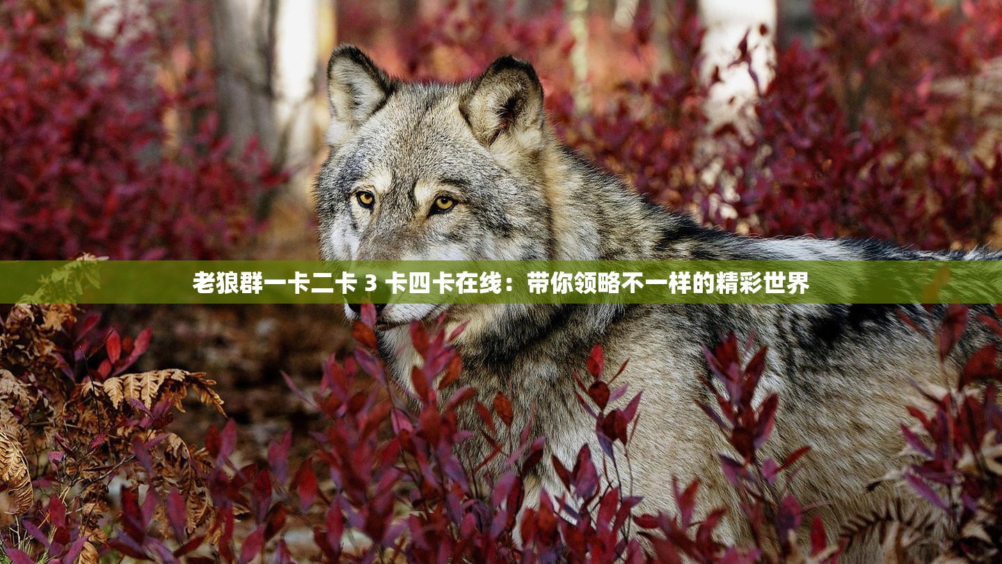 老狼群一卡二卡 3 卡四卡在线：带你领略不一样的精彩世界