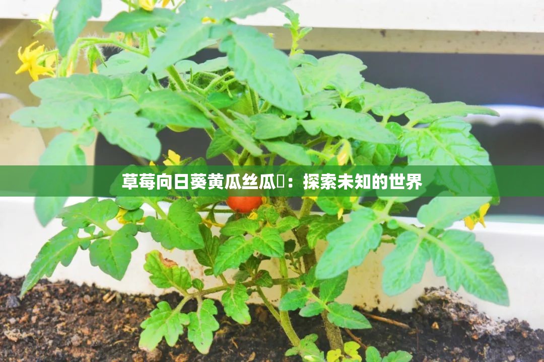 草莓向日葵黄瓜丝瓜汅：探索未知的世界