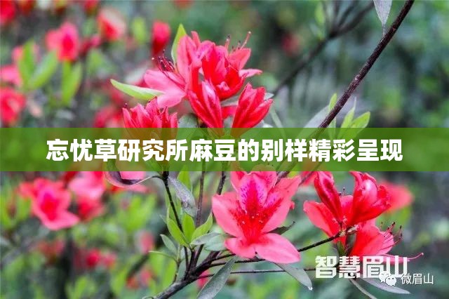 忘忧草研究所麻豆的别样精彩呈现