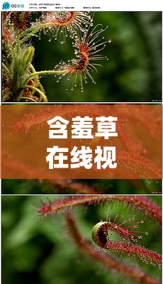 含羞草在线视频：带你领略独特的植物世界奇观