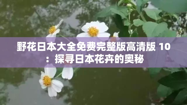 野花日本大全免费完整版高清版 10：探寻日本花卉的奥秘