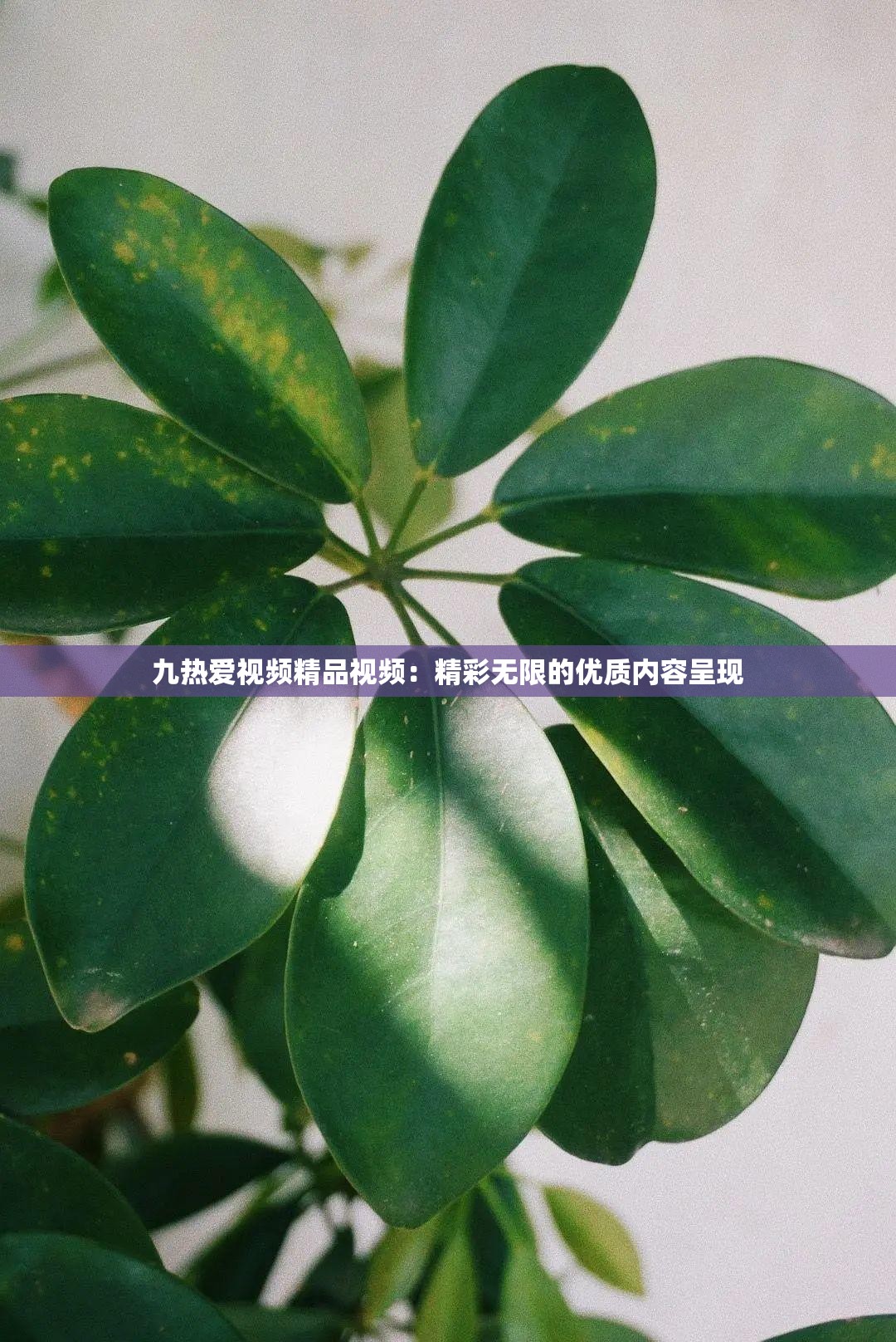 九热爱视频精品视频：精彩无限的优质内容呈现