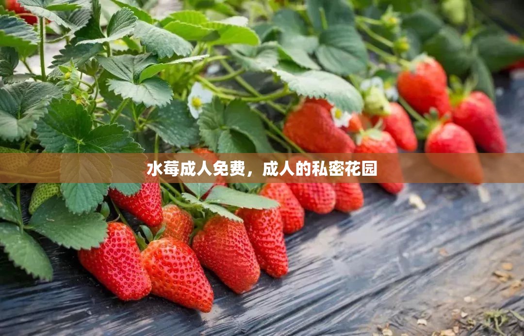 水莓成人免费，成人的私密花园