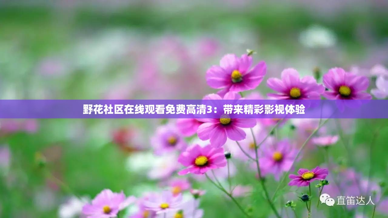 野花社区在线观看免费高清3：带来精彩影视体验