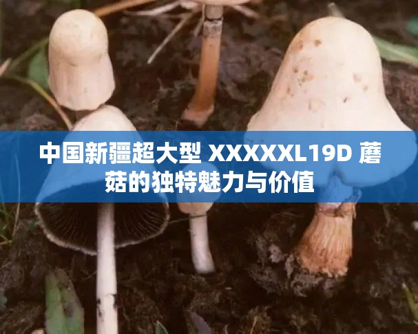 中国新疆超大型 XXXXXL19D 蘑菇的独特魅力与价值