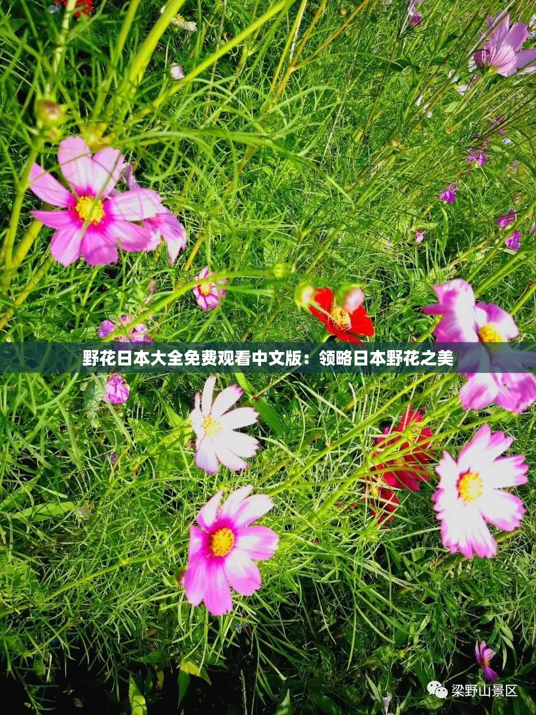 野花日本大全免费观看中文版：领略日本野花之美