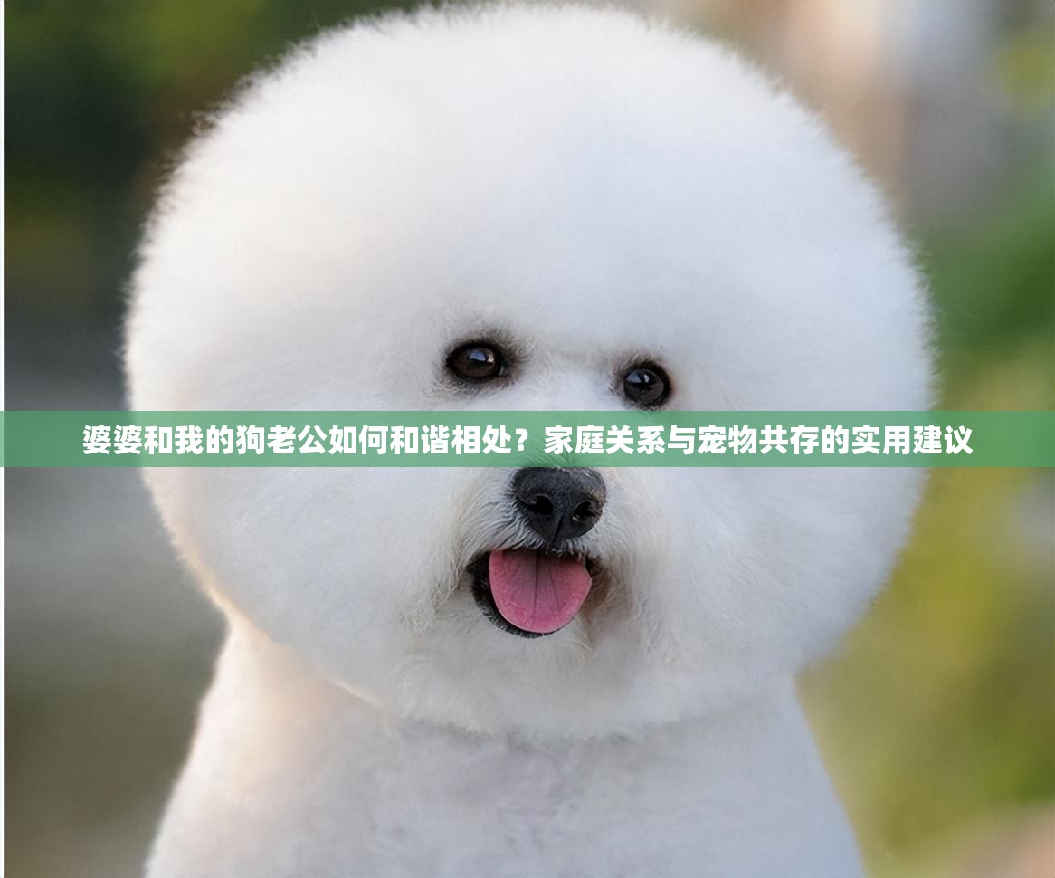 婆婆和我的狗老公如何和谐相处？家庭关系与宠物共存的实用建议