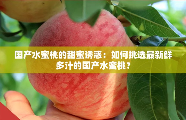国产水蜜桃的甜蜜诱惑：如何挑选最新鲜多汁的国产水蜜桃？