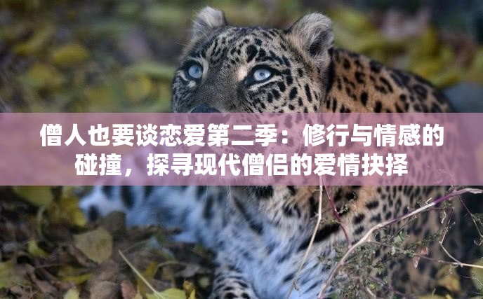 僧人也要谈恋爱第二季：修行与情感的碰撞，探寻现代僧侣的爱情抉择