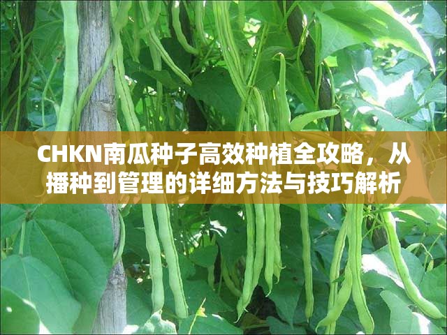 CHKN南瓜种子高效种植全攻略，从播种到管理的详细方法与技巧解析