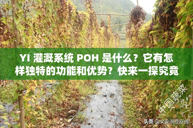 YI 灌溉系统 POH 是什么？它有怎样独特的功能和优势？快来一探究竟