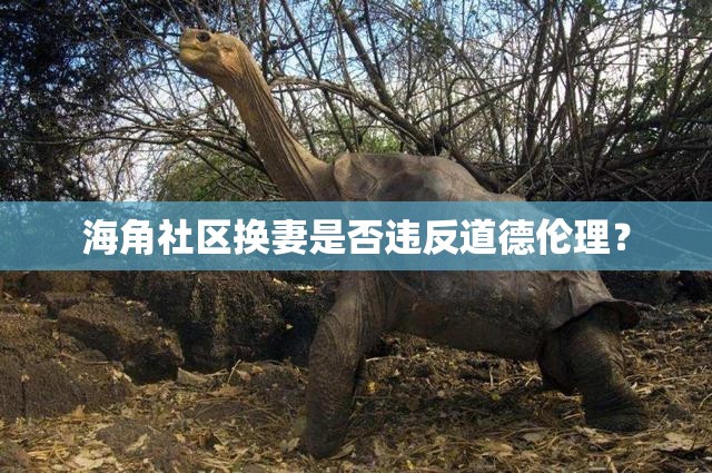 海角社区换妻是否违反道德伦理？