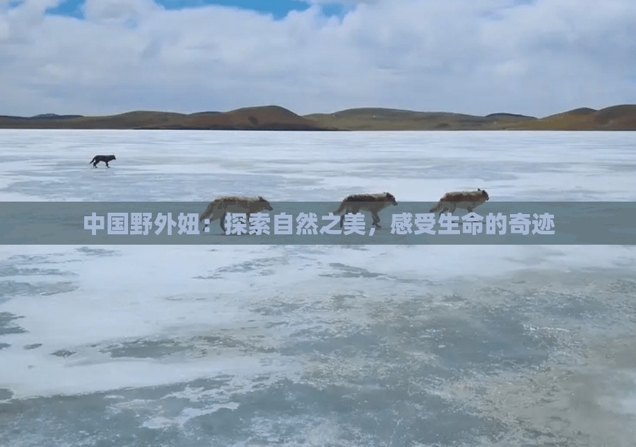 中国野外妞：探索自然之美，感受生命的奇迹