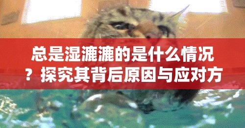 总是湿漉漉的是什么情况？探究其背后原因与应对方法大揭秘
