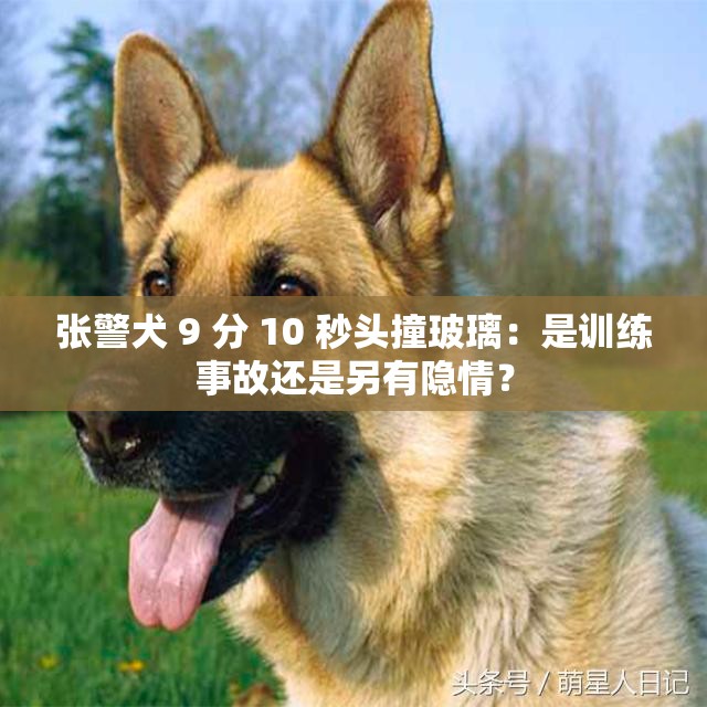 张警犬 9 分 10 秒头撞玻璃：是训练事故还是另有隐情？