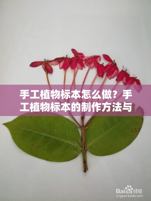 手工植物标本怎么做？手工植物标本的制作方法与技巧大揭秘