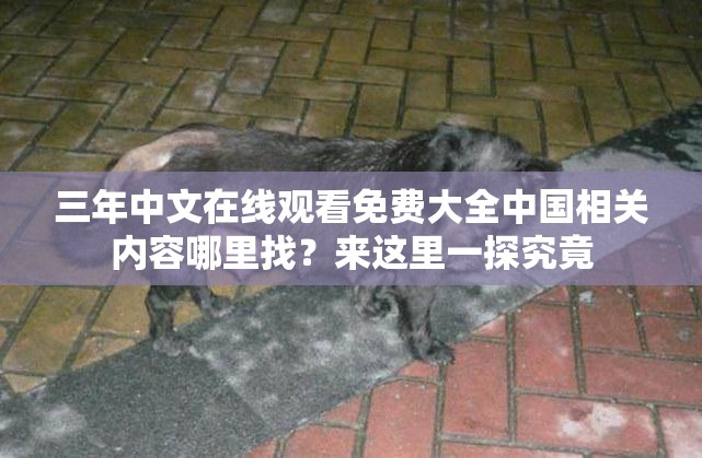 三年中文在线观看免费大全中国相关内容哪里找？来这里一探究竟