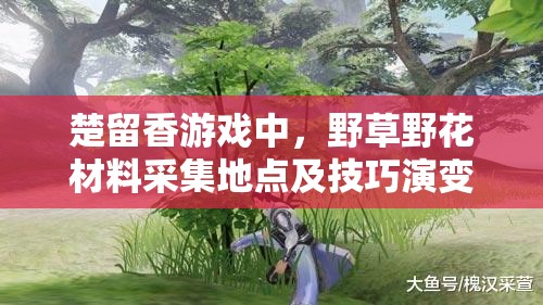 楚留香游戏中，野草野花材料采集地点及技巧演变史，你知道多少？
