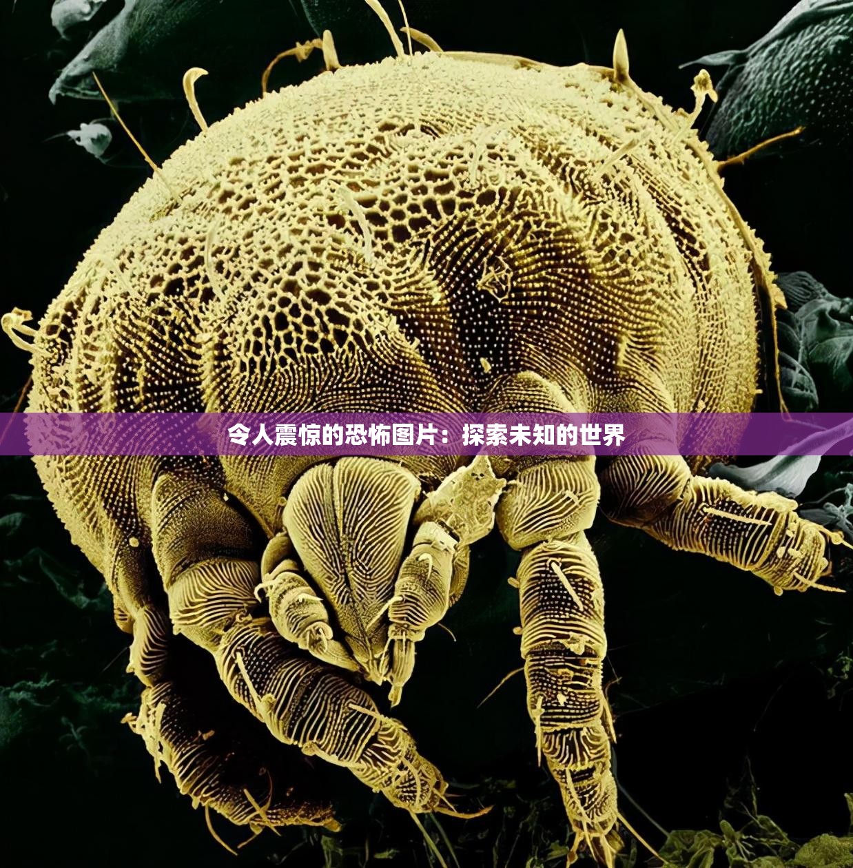 令人震惊的恐怖图片：探索未知的世界