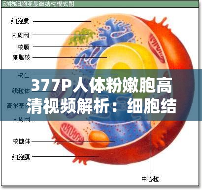 377P人体粉嫩胞高清视频解析：细胞结构与功能的视觉盛宴
