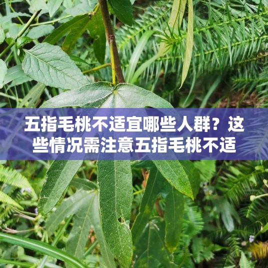 五指毛桃不适宜哪些人群？这些情况需注意五指毛桃不适宜人群有哪些特点？了解清楚很重要五指毛桃不适宜人群究竟包括哪些？快来一探究竟
