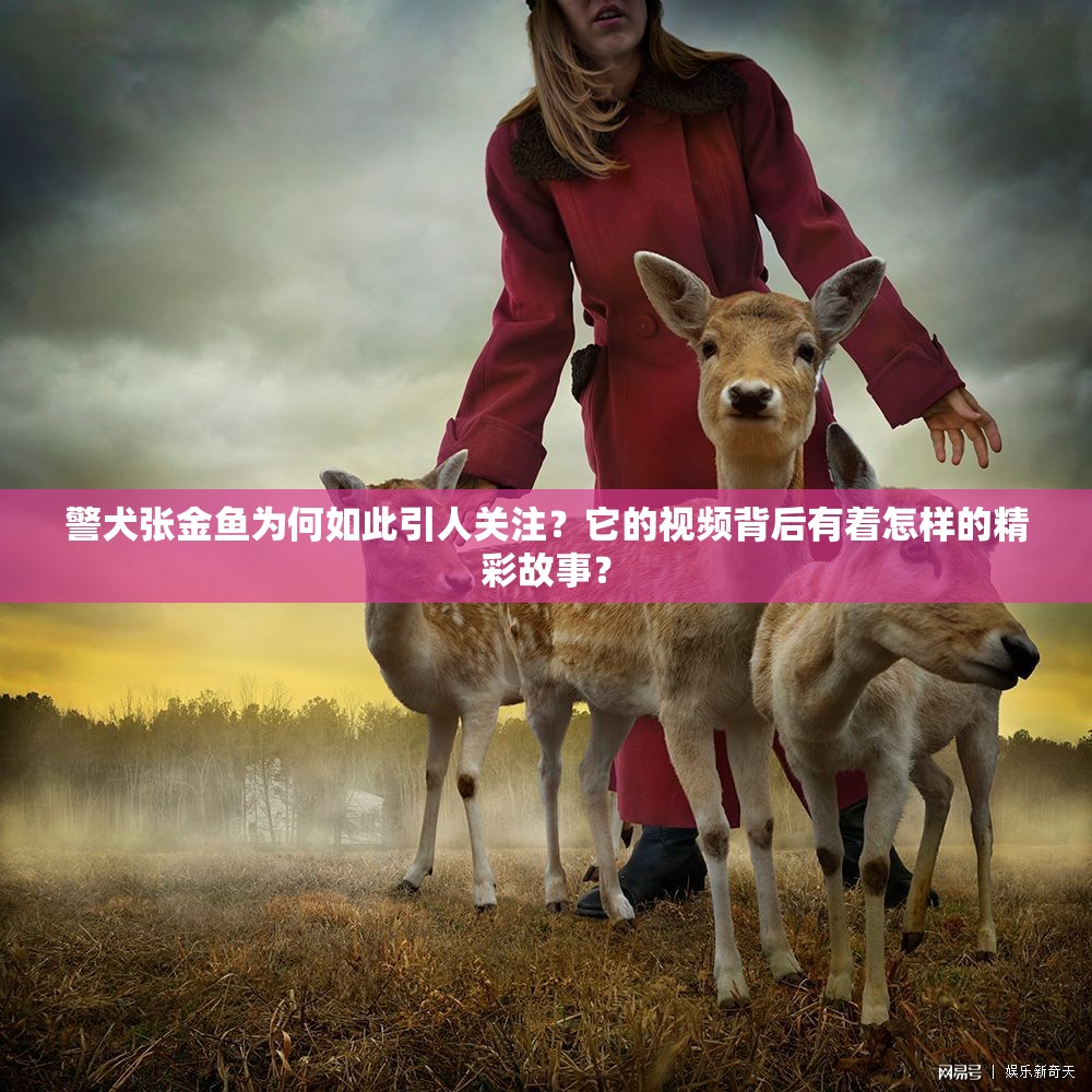 警犬张金鱼为何如此引人关注？它的视频背后有着怎样的精彩故事？