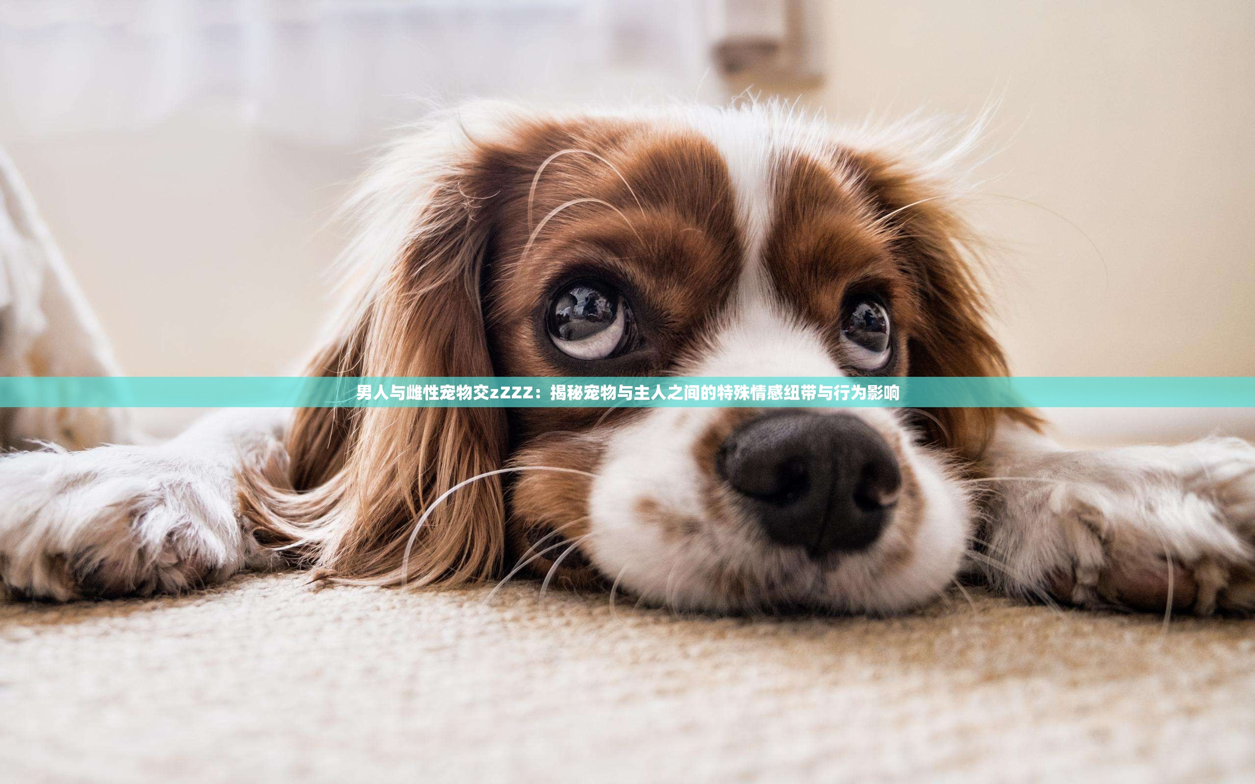 男人与雌性宠物交zZZZ：揭秘宠物与主人之间的特殊情感纽带与行为影响