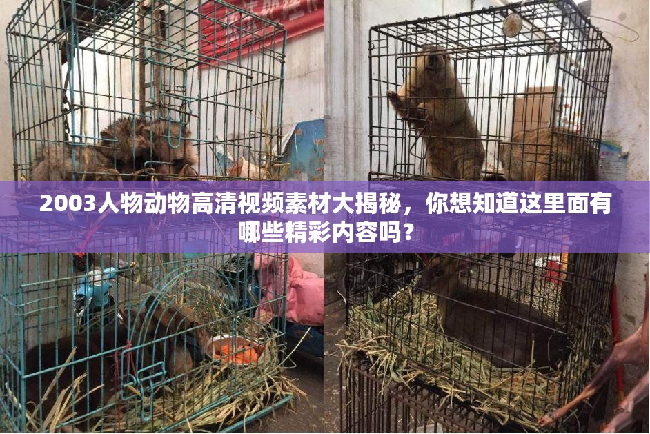 2003人物动物高清视频素材大揭秘，你想知道这里面有哪些精彩内容吗？