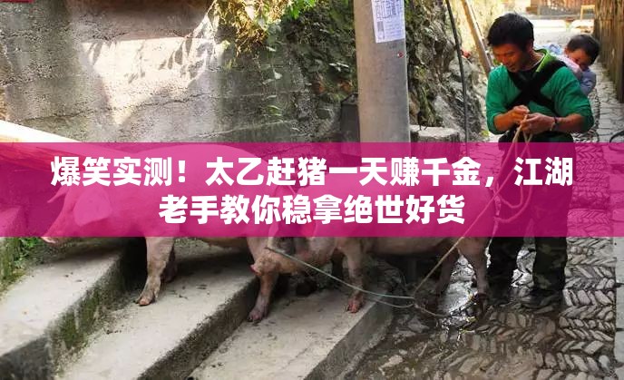 爆笑实测！太乙赶猪一天赚千金，江湖老手教你稳拿绝世好货